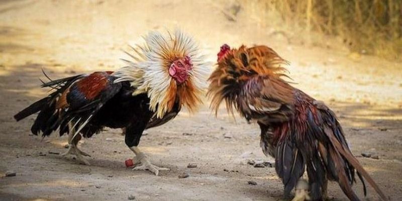 Các sảnh đá gà phổ biến tại nhà cái