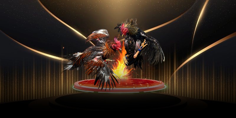 Các trò chơi có trong sảnh đá gà WS168